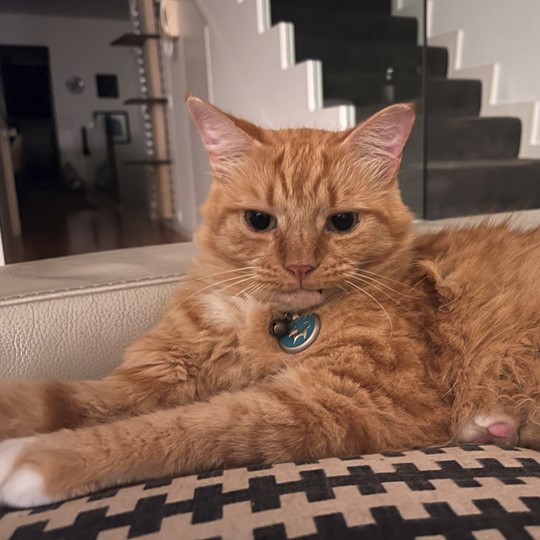 Archie cat lost 23 september